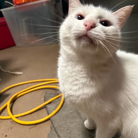 Meet your Posher, Paisyn - Picture 8 of 13